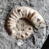 Sehr großer Pleuroceras salebrosum, Lias, Buttenheim.