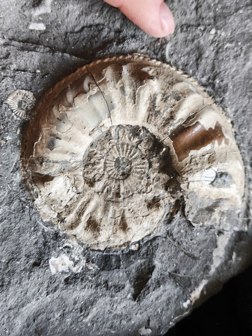 Sehr großer Pleuroceras salebrosum, Lias, Buttenheim.