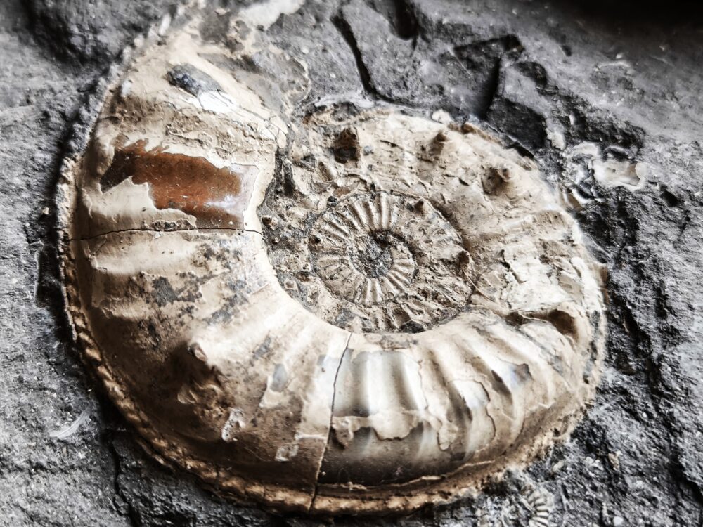 Sehr großer Pleuroceras salebrosum, Lias, Buttenheim.