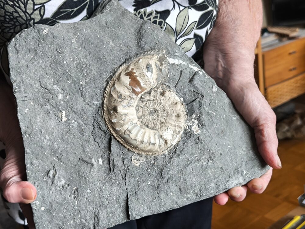 Sehr großer Pleuroceras salebrosum, Lias, Buttenheim.