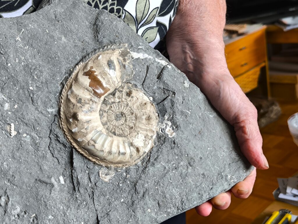 Sehr großer Pleuroceras salebrosum, Lias, Buttenheim. * reserviert *