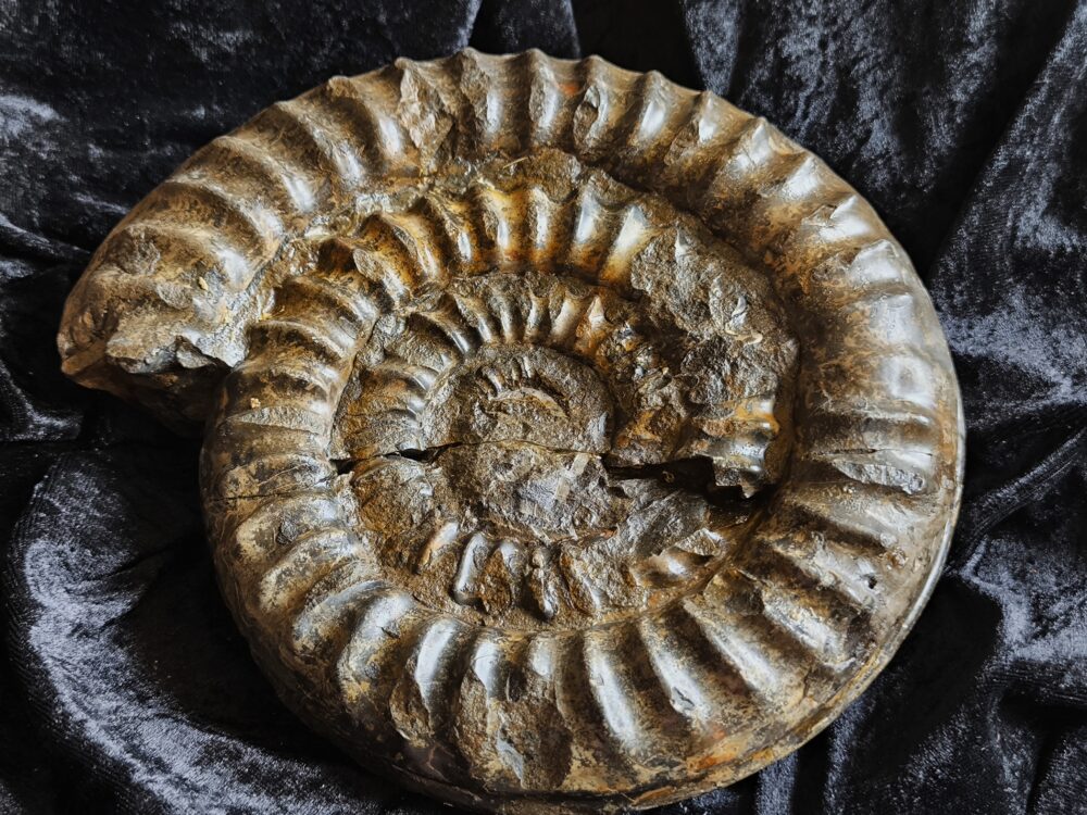 Sehr schöner Coroniceras coronaries, Lias, Stuttgart - Vaihingen