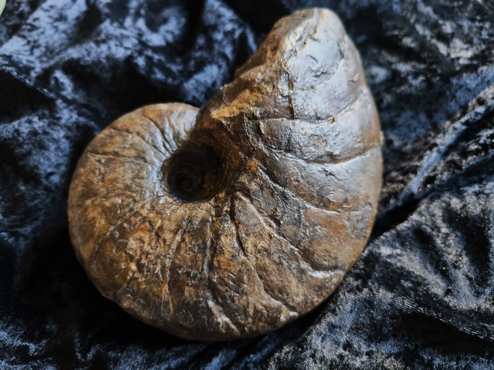 Nautilus, Cenoceras striatum, Lias, Aldingen * reserviert *