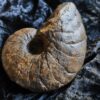 Nautilus, Cenoceras striatum, Lias, Aldingen * reserviert *