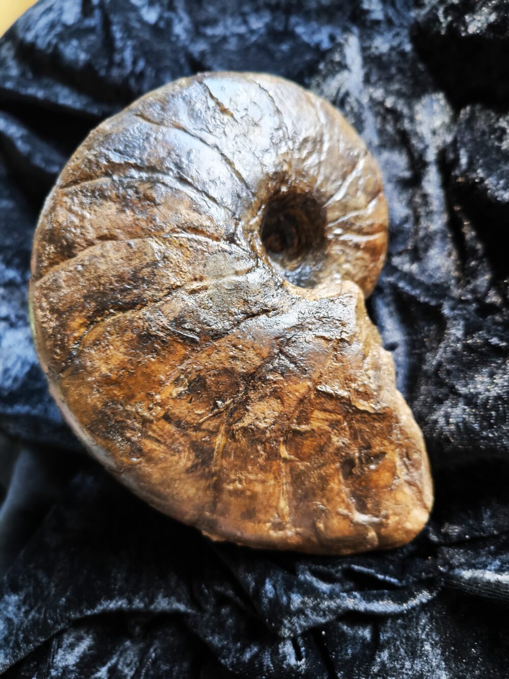 Nautilus, Cenoceras striatum, Lias, Aldingen * reserviert *