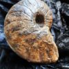 Nautilus, Cenoceras striatum, Lias, Aldingen * reserviert *