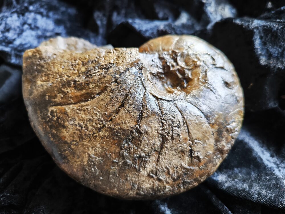 Nautilus, Cenoceras striatum, Lias, Aldingen * reserviert *