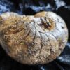 Nautilus, Cenoceras striatum, Lias, Aldingen * reserviert *