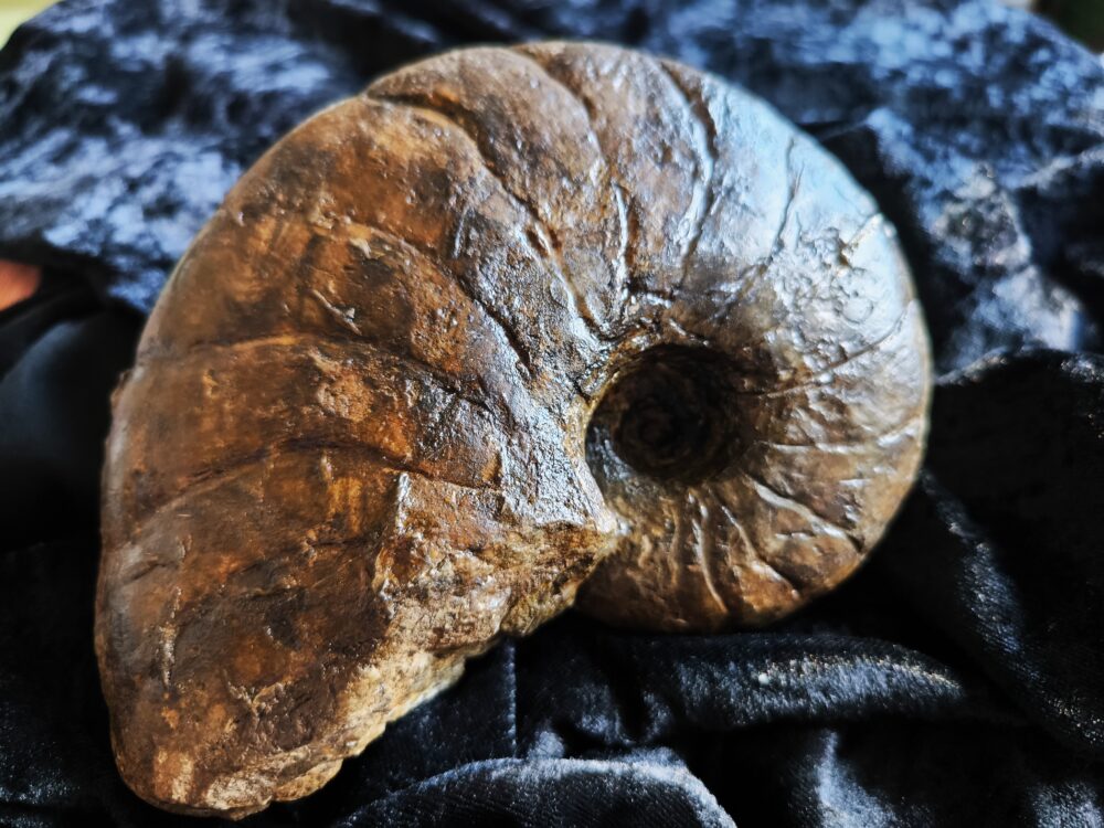 Nautilus, Cenoceras striatum, Lias, Aldingen * reserviert *