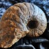 Nautilus, Cenoceras striatum, Lias, Aldingen * reserviert *