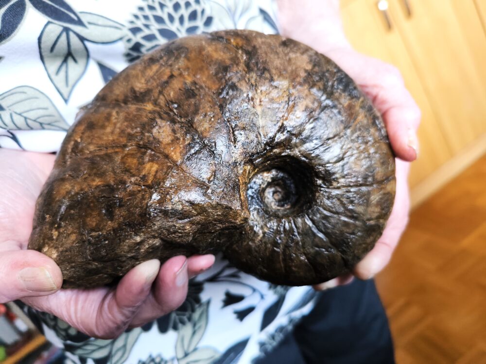 Nautilus, Cenoceras striatum, Lias, Aldingen  * reserviert *