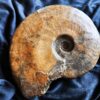 Topstück! große Brasilia decipiformis, Dogger, Geisingen an der Donau * reserviert *