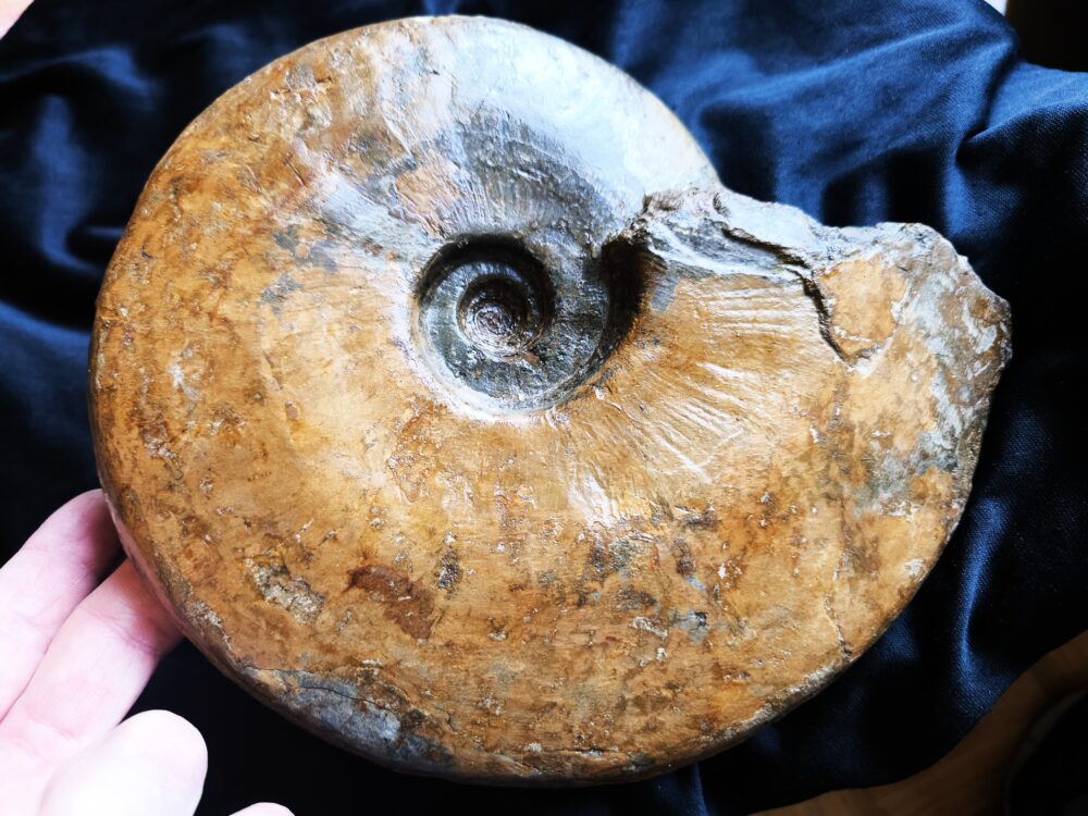 Topstück! große Brasilia decipiformis, Dogger, Geisingen an der Donau * reserviert *