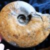 Topstück! große Brasilia decipiformis, Dogger, Geisingen an der Donau * reserviert *