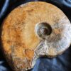 Topstück! große Brasilia decipiformis, Dogger, Geisingen an der Donau * reserviert *