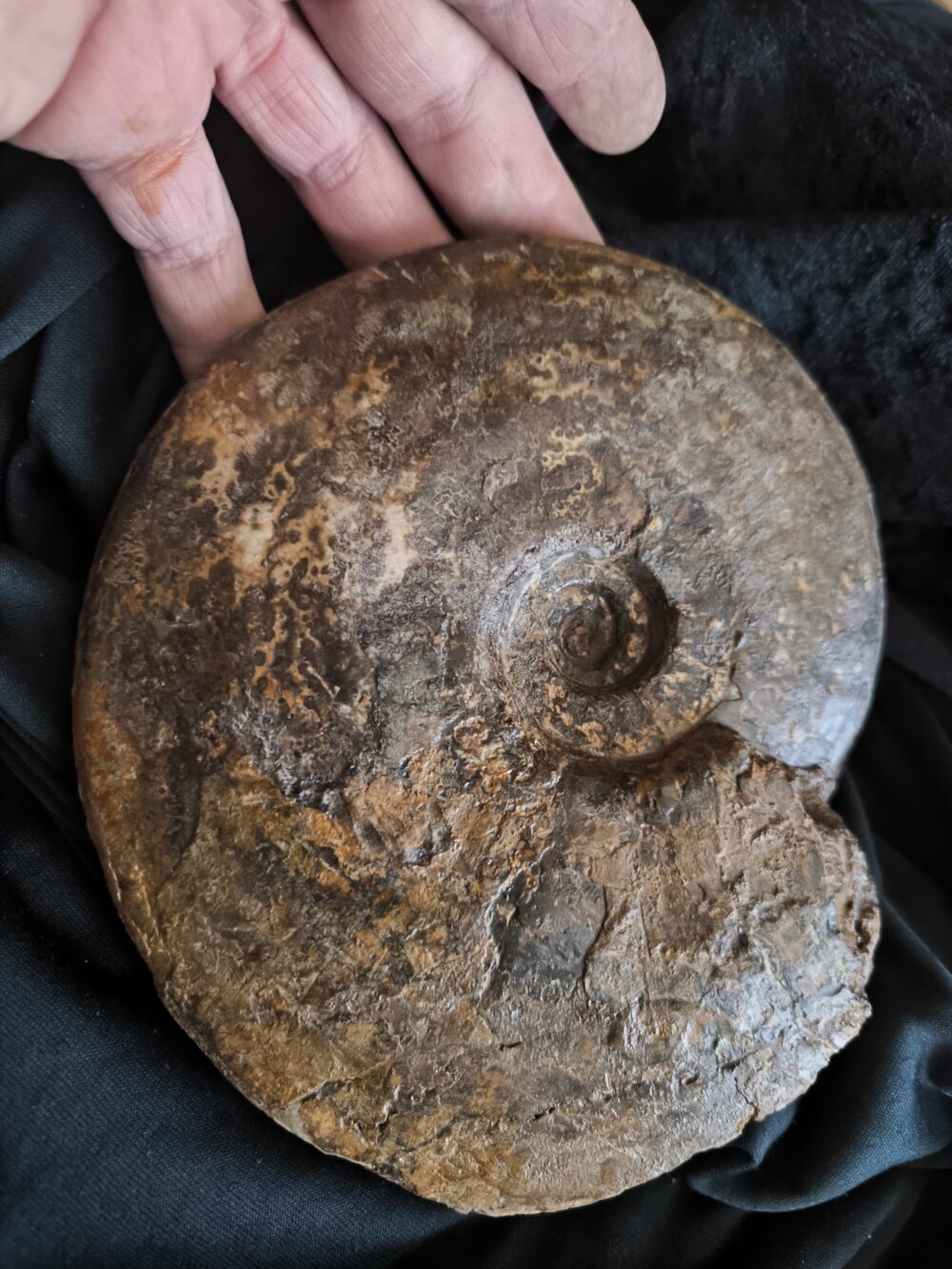 große Brasilia decipiformis, Dogger, Geisingen an der Donau