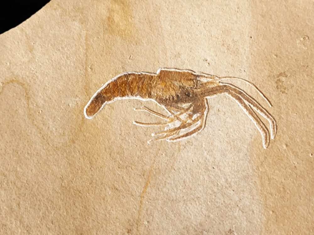 Topstück! Aeger insignis, Malm, Plattenkalke von Wattendorf
