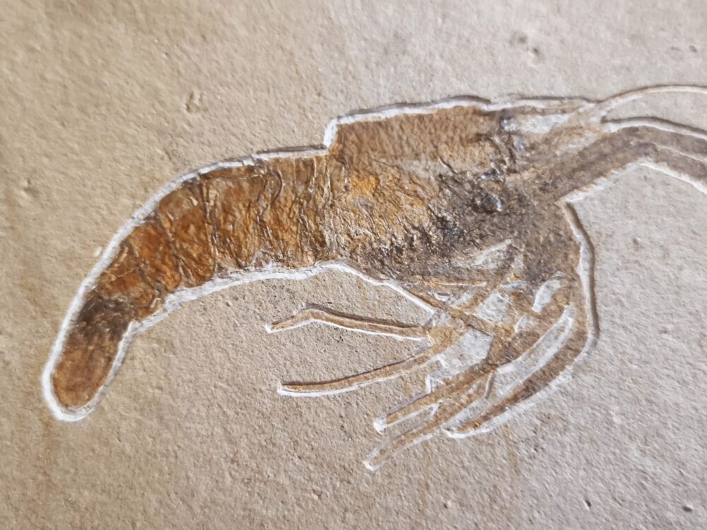 Topstück! Aeger insignis, Malm, Plattenkalke von Wattendorf