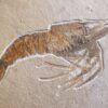 Topstück! Aeger insignis, Malm, Plattenkalke von Wattendorf