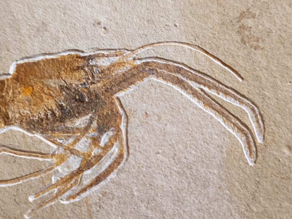 Topstück! Aeger insignis, Malm, Plattenkalke von Wattendorf