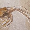 Topstück! Aeger insignis, Malm, Plattenkalke von Wattendorf
