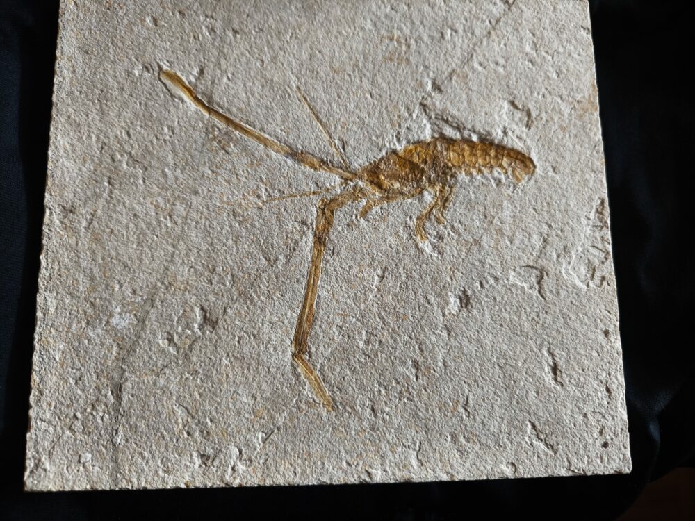 Schnorgackel! Mecochirus longimanatus, Malm, Plattenkalke von Solnhofen