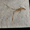 Schnorgackel! Mecochirus longimanatus, Malm, Plattenkalke von Solnhofen