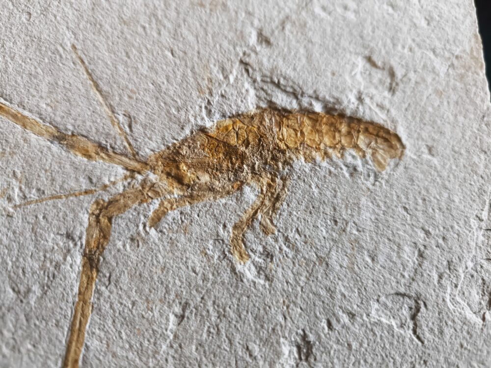 Schnorgackel! Mecochirus longimanatus, Malm, Plattenkalke von Solnhofen