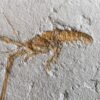 Schnorgackel! Mecochirus longimanatus, Malm, Plattenkalke von Solnhofen