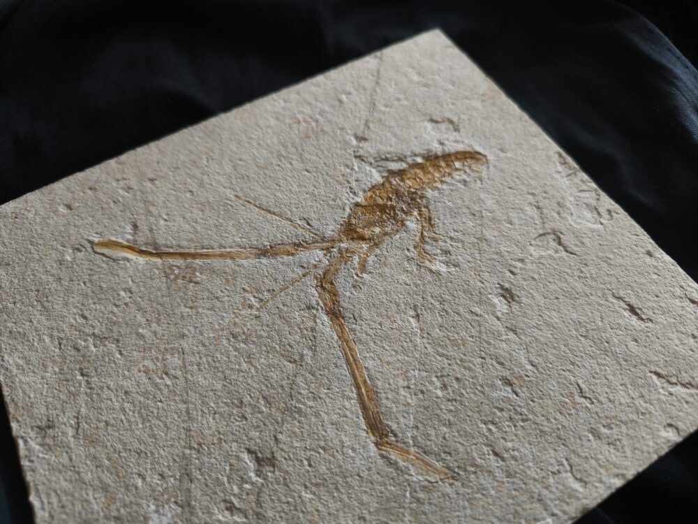 Schnorgackel! Mecochirus longimanatus, Malm, Plattenkalke von Solnhofen