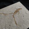 Schnorgackel! Mecochirus longimanatus, Malm, Plattenkalke von Solnhofen