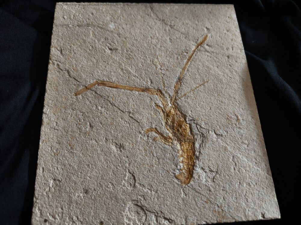 Schnorgackel! Mecochirus longimanatus, Malm, Plattenkalke von Solnhofen