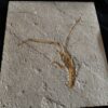 Schnorgackel! Mecochirus longimanatus, Malm, Plattenkalke von Solnhofen