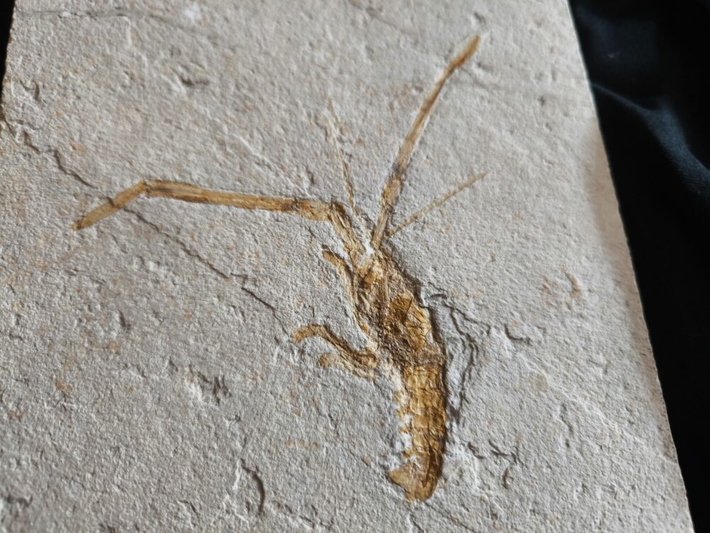 Schnorgackel! Mecochirus longimanatus, Malm, Plattenkalke von Solnhofen