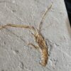 Schnorgackel! Mecochirus longimanatus, Malm, Plattenkalke von Solnhofen