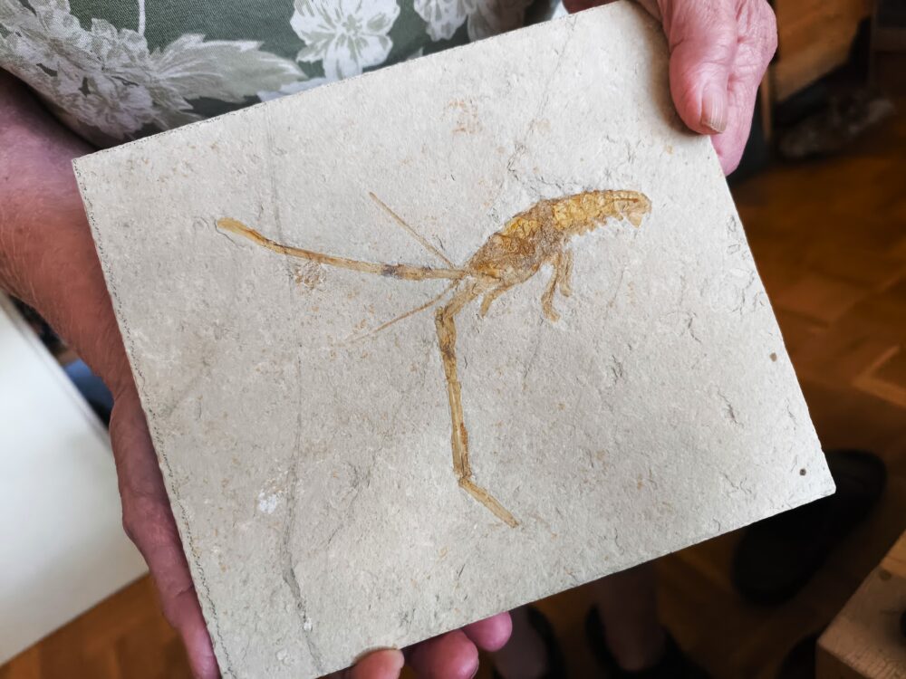 Schnorgackel! Mecochirus longimanatus, Malm, Plattenkalke von Solnhofen