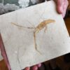 Schnorgackel! Mecochirus longimanatus, Malm, Plattenkalke von Solnhofen