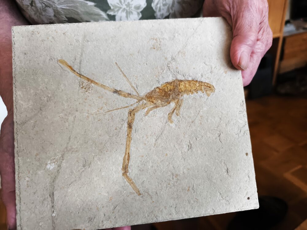 Schnorgackel! Mecochirus longimanatus, Malm, Plattenkalke von Solnhofen