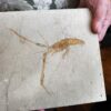 Schnorgackel! Mecochirus longimanatus, Malm, Plattenkalke von Solnhofen