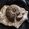 Leioceras goetzendorfense mit Muscheln, Dogger, Deilingen