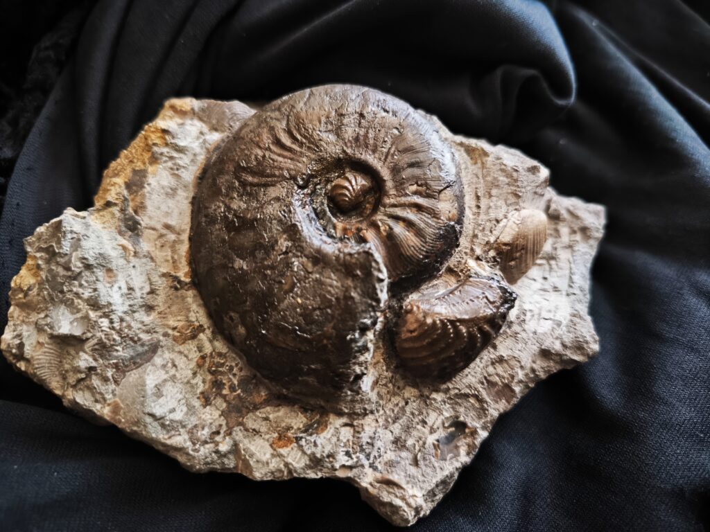 Leioceras goetzendorfense mit Muscheln, Dogger, Deilingen