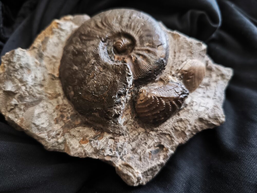 Leioceras goetzendorfense mit Muscheln, Dogger, Deilingen