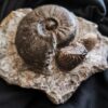 Leioceras goetzendorfense mit Muscheln, Dogger, Deilingen