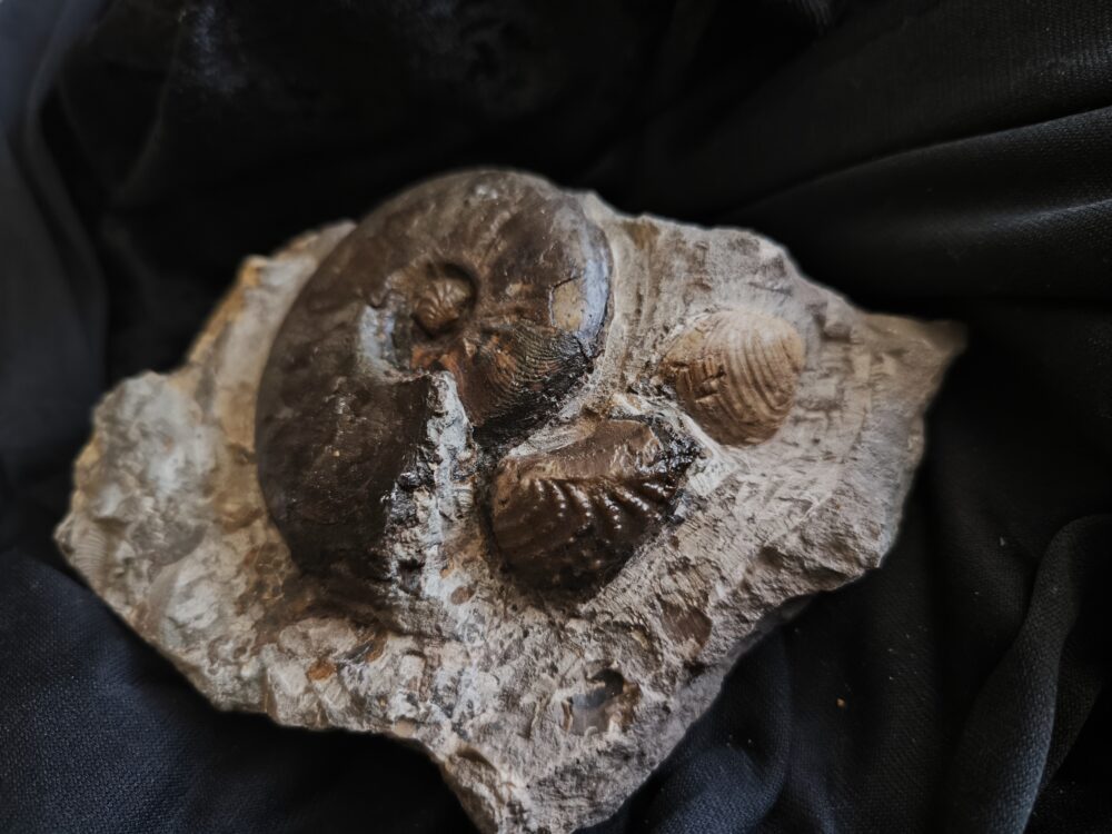 Leioceras goetzendorfense mit Muscheln, Dogger, Deilingen