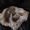 Leioceras goetzendorfense mit Muscheln, Dogger, Deilingen