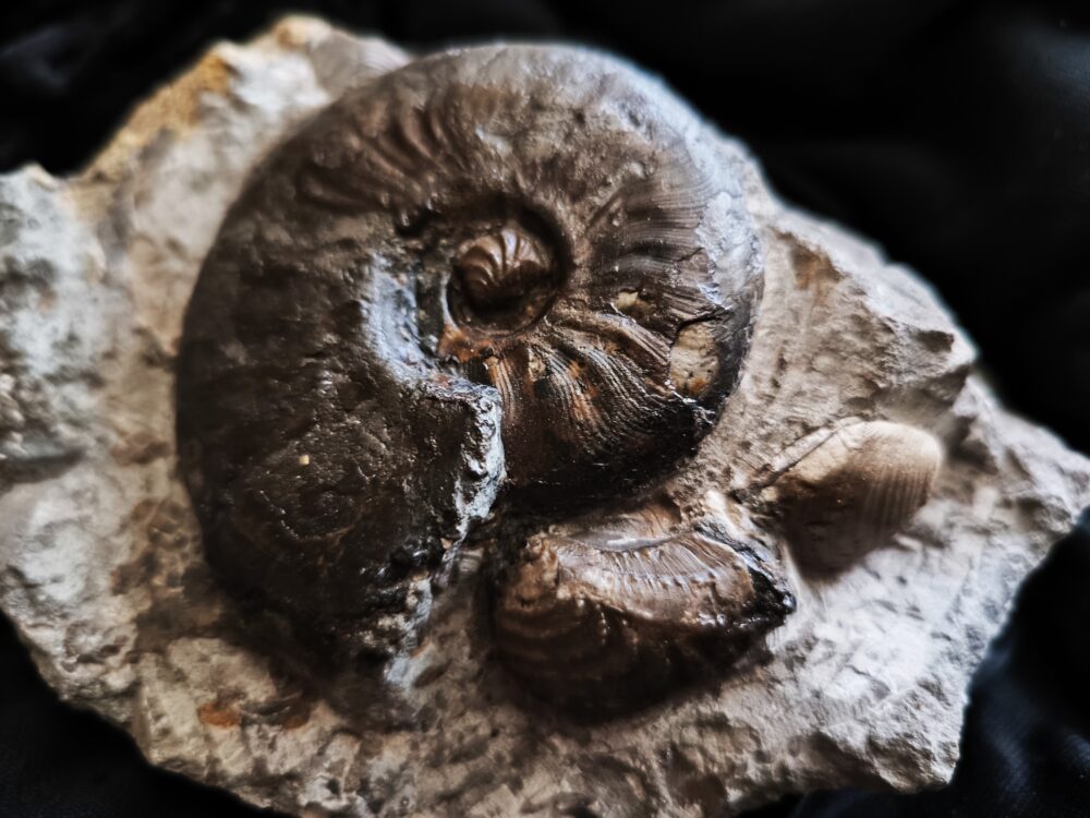 Leioceras goetzendorfense mit Muscheln, Dogger, Deilingen