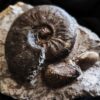 Leioceras goetzendorfense mit Muscheln, Dogger, Deilingen