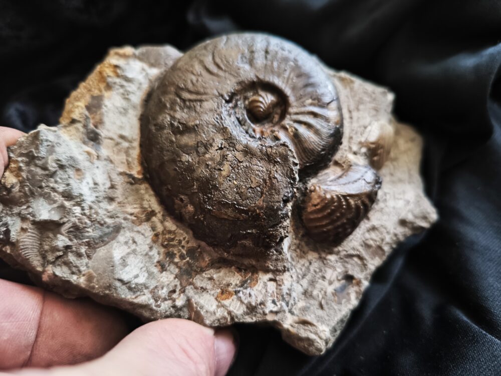 Leioceras goetzendorfense mit Muscheln, Dogger, Deilingen