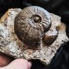 Leioceras goetzendorfense mit Muscheln, Dogger, Deilingen