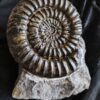Coroniceras hyatti, Lias, Stuttgart Vaihingen  * reserviert *